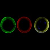 Immunofluorescent image of a Drosophila embryo cross section labeled with DSHB antibodies C458.2H against Notch, ECD (green) and C594.9B against Delta, ECD (red). PMID: 41683711, Fig. 1B.